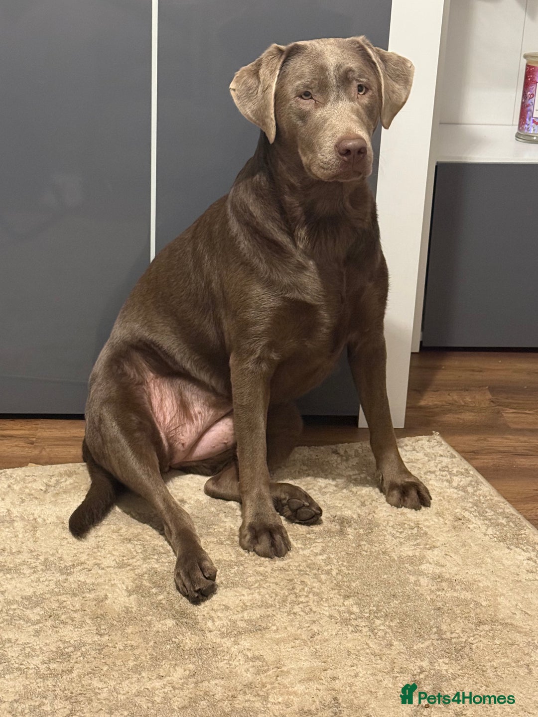 Golden Retriever dogs for sale: Golden retriever and silver lab - Advert 2