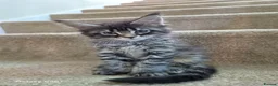 Maine Coon cats for sale: Licensed breeder-maine coon  - Advert 25