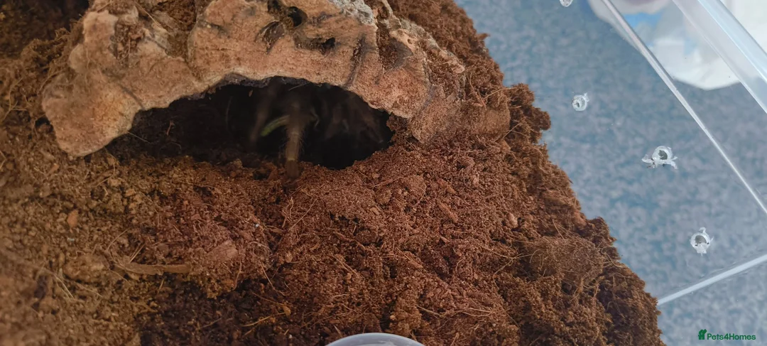 Tarantulas invertebrates for sale: Brazilian giant blonde  - Advert 4