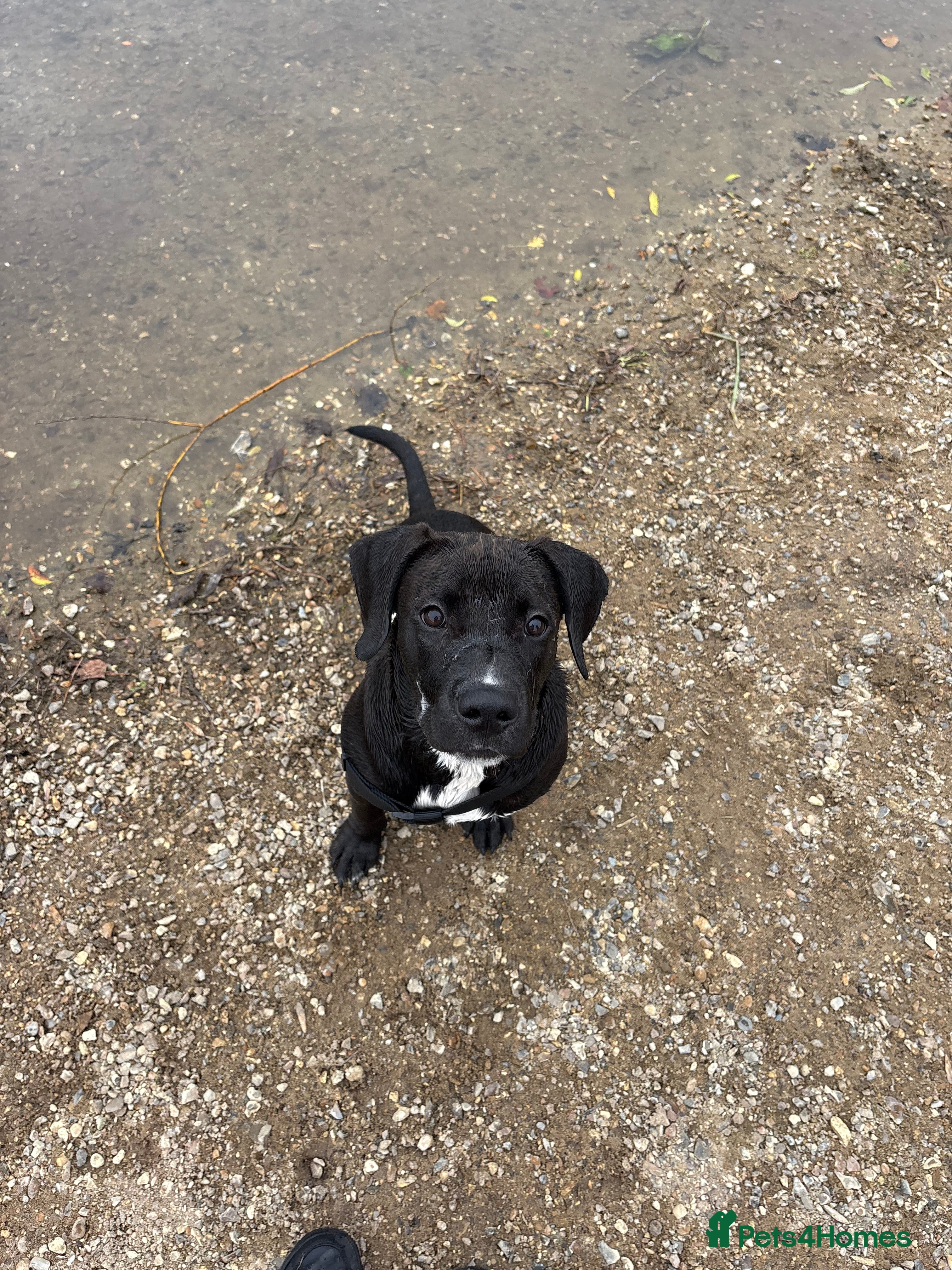 Mixed Breed dogs Arlo  - Advert 1