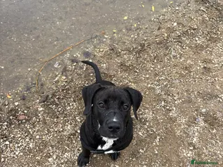 Mixed Breed dogs Arlo - Advert 1