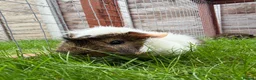 Guinea Pig rodents for sale: Baby guinea pigs! - Advert 4