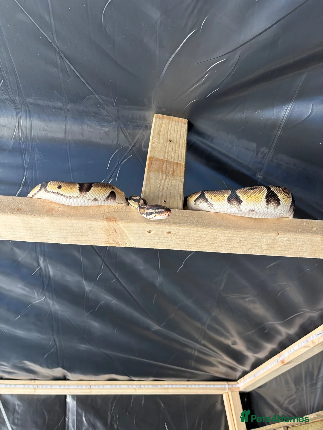 Python Snake reptiles for sale: Pastel ball python in Wigan - Advert 5