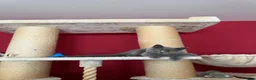 British Shorthair cats for sale: Beautiful British Shorthair kittens. in Stanford-le-Hope - Advert 2