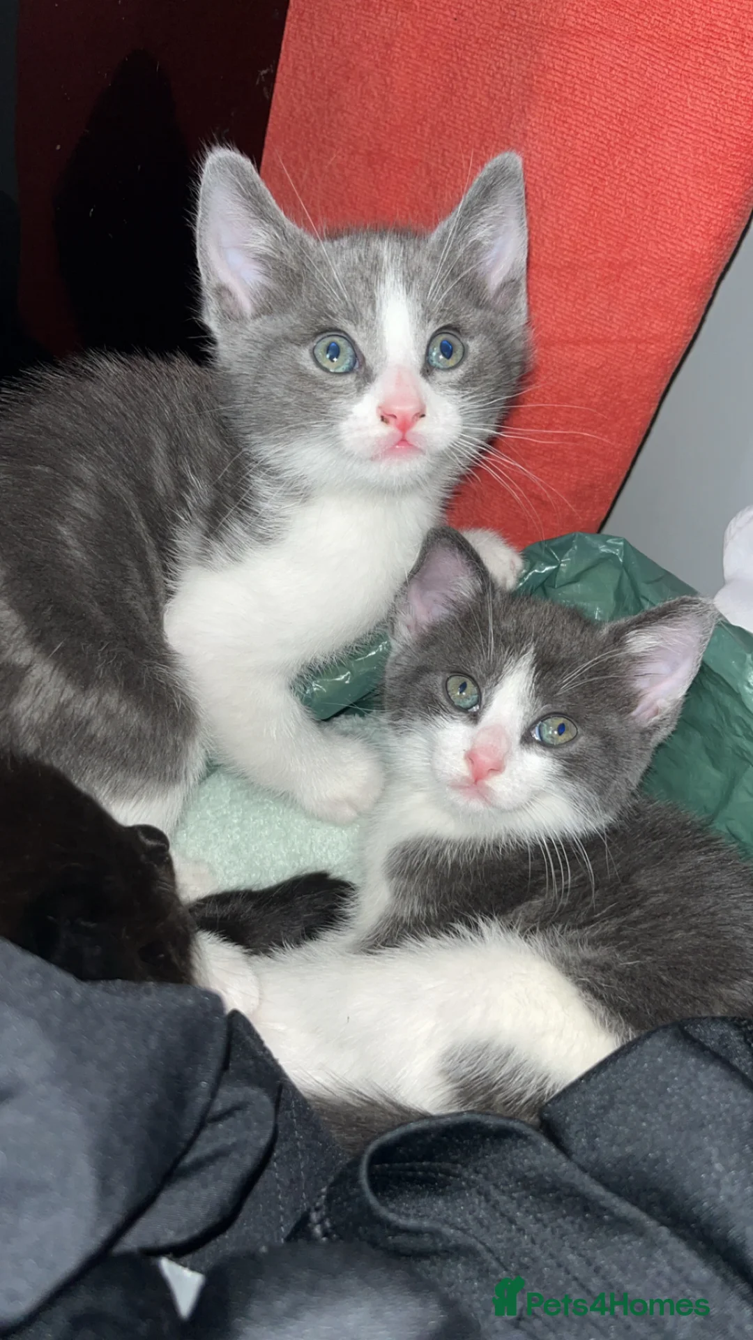 Domestic Shorthair cats for sale: Baby boy kittens  - Advert 12