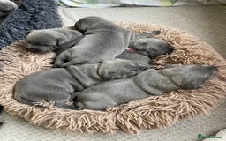 Staffordshire Bull Terrier dogs for sale: Blue Staffordshire bull terrier kc registered ❗️ - Image 31