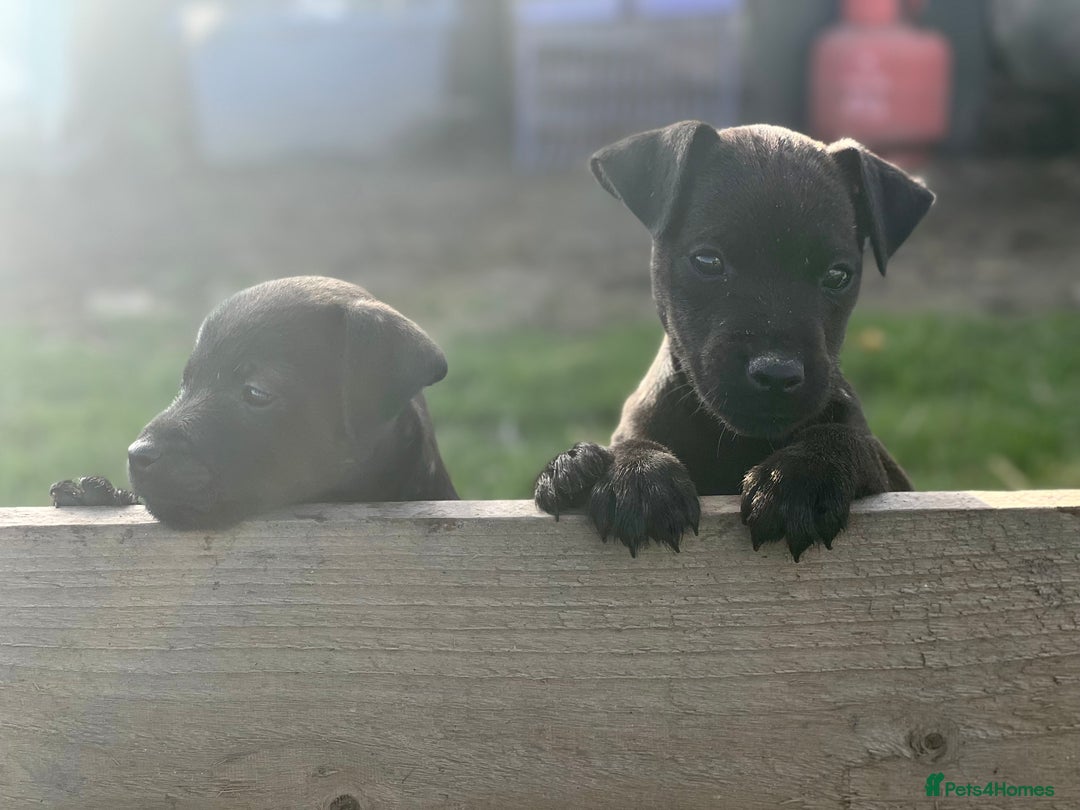 Mixed Breed dogs for sale: Patterdale x Lakeland terrier pups 2 left - Advert 7