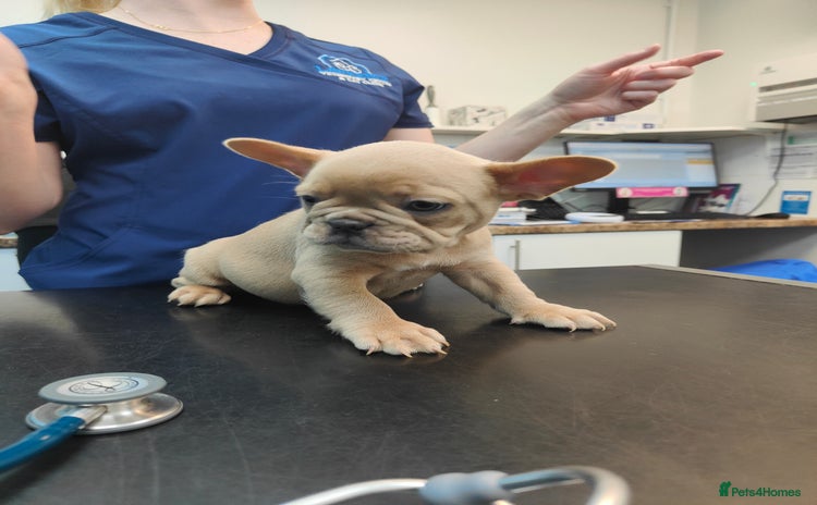 French Bulldog dogs - Advert 11