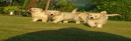 Golden Retriever dogs for sale: Golden Retriever Puppies in Armagh - Advert 7