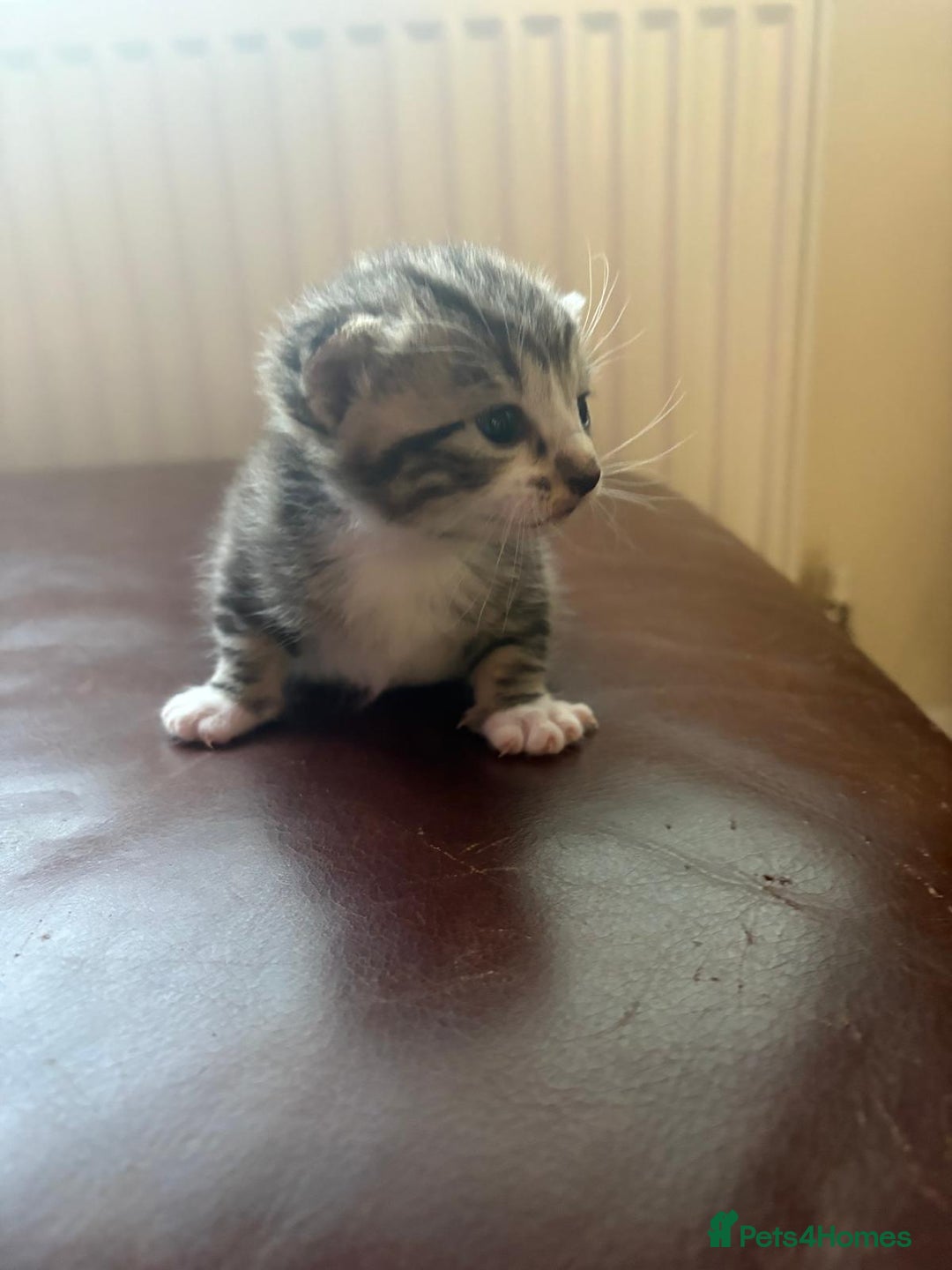 Mixed Breed cats for sale: Only 2 kittens available  - Advert 5