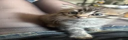 Perdoll cats for sale: Persian Ragdoll Tabby Kittens  - Advert 23