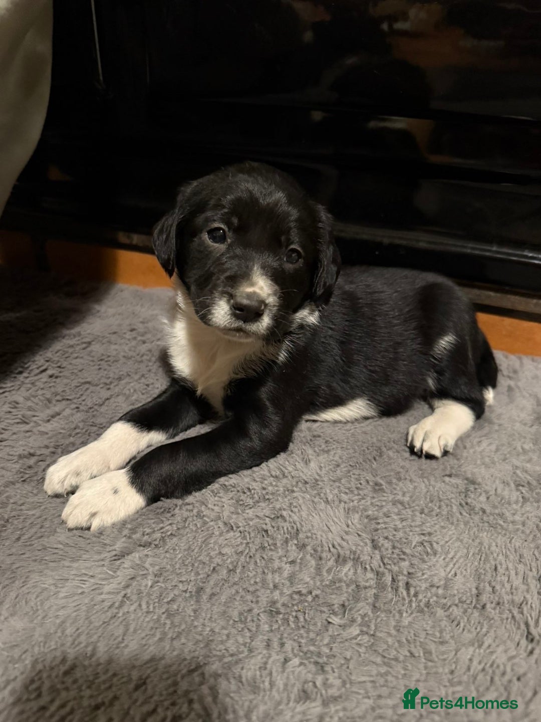 Sprollie dogs for sale: Sprollies looking for homes  - Advert 4