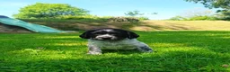 Sprocker dogs for sale: Sprocker Spaniel pups for sale  in Tiverton - Advert 5