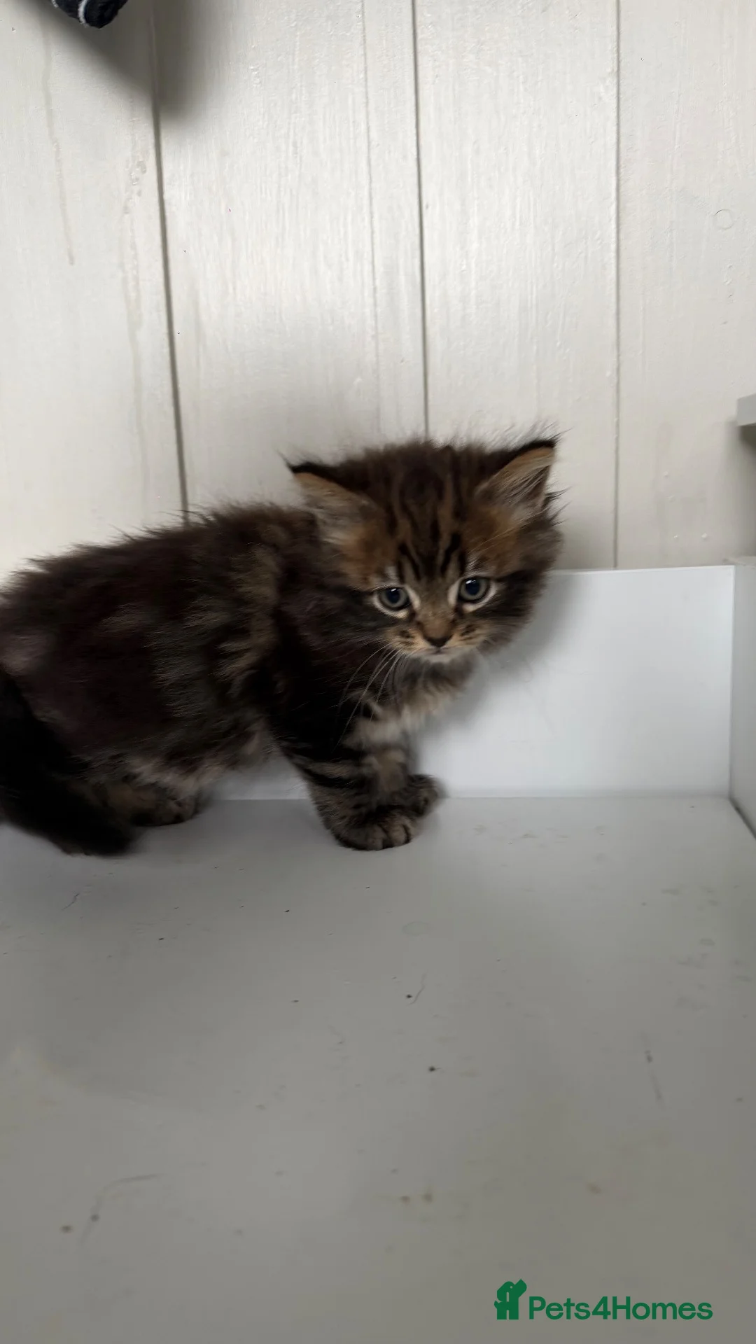 Mixed Breed cats for sale: 3 stunning kittens looking for their loving home  - Advert 2