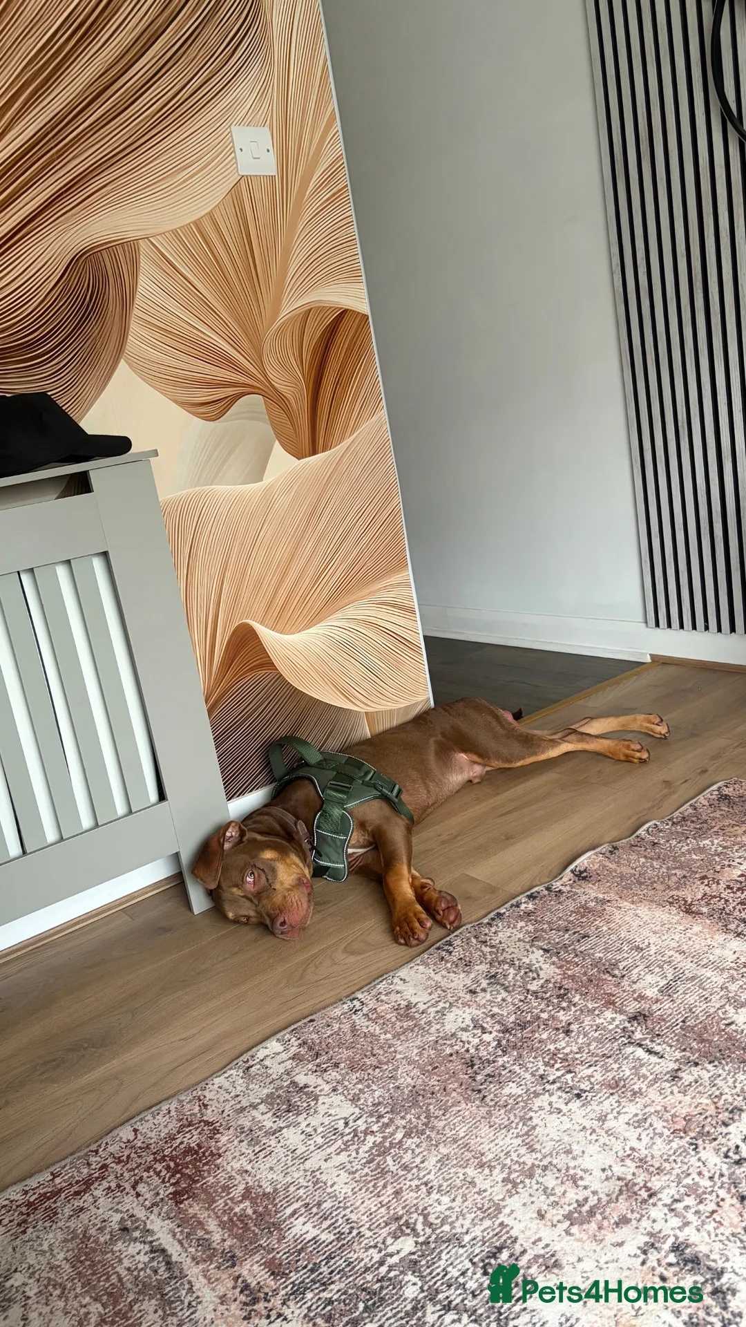 Mixed Breed dogs for sale: Staffordshire Bull Terrier Mix in Watford - Advert 4