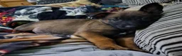 Mixed Breed dogs for sale: Belgian Malinois puppies  in Lincoln - Advert 4