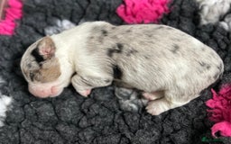 Welsh Corgi Cardigan dogs for sale: Show Quality KC Pedigree Corgi Cardigan Puppies  - Image 3