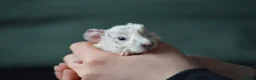 Guinea Pig rodents for sale: Male guinea pigs  - Advert 5