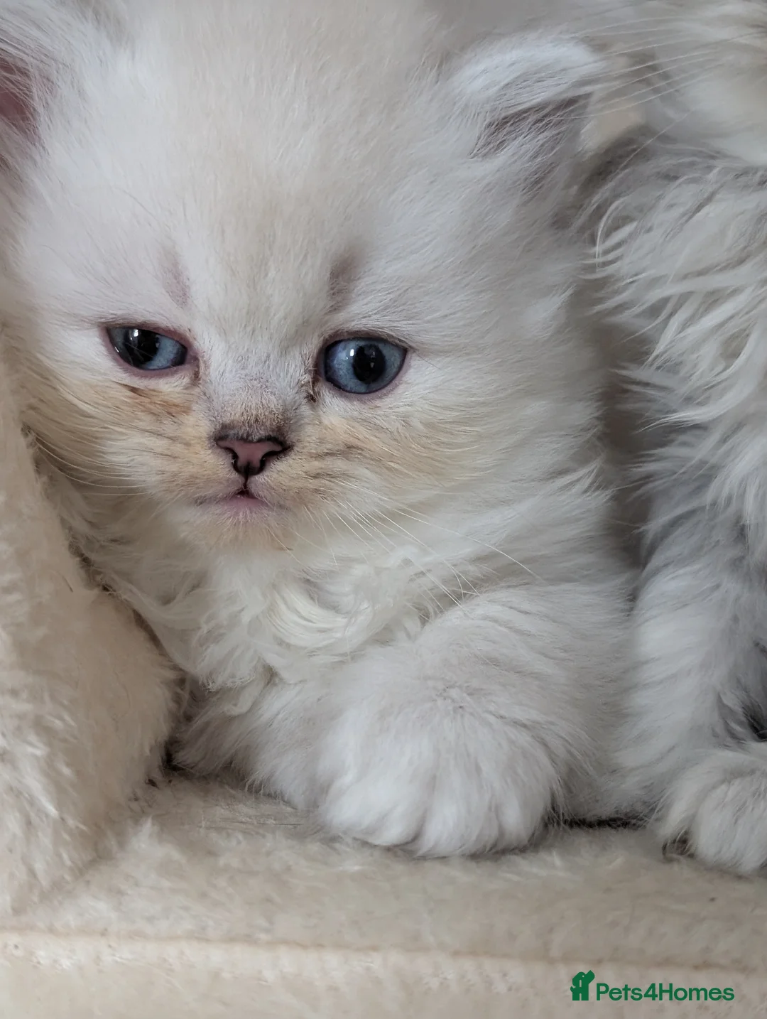 British Longhair cats for sale: Beautiful British Longhair Kittens-Ready 19th June - Advert 16