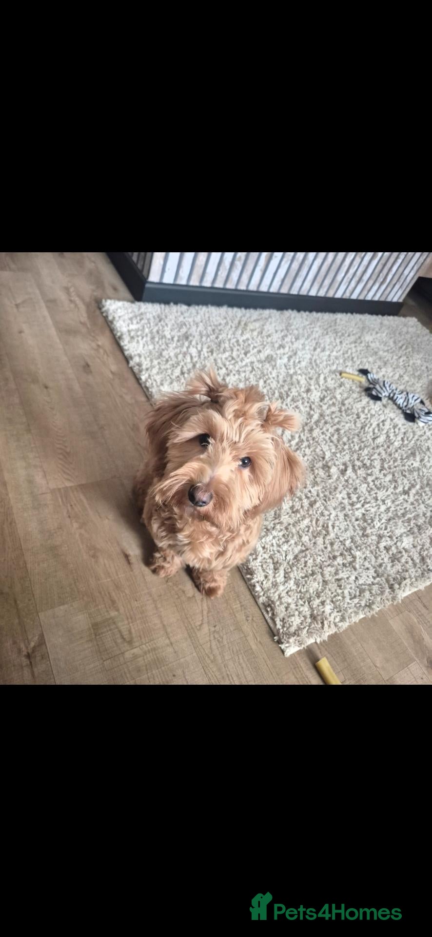 Cockapoo dogs Beautiful 1 year old cockapoo - Advert 2