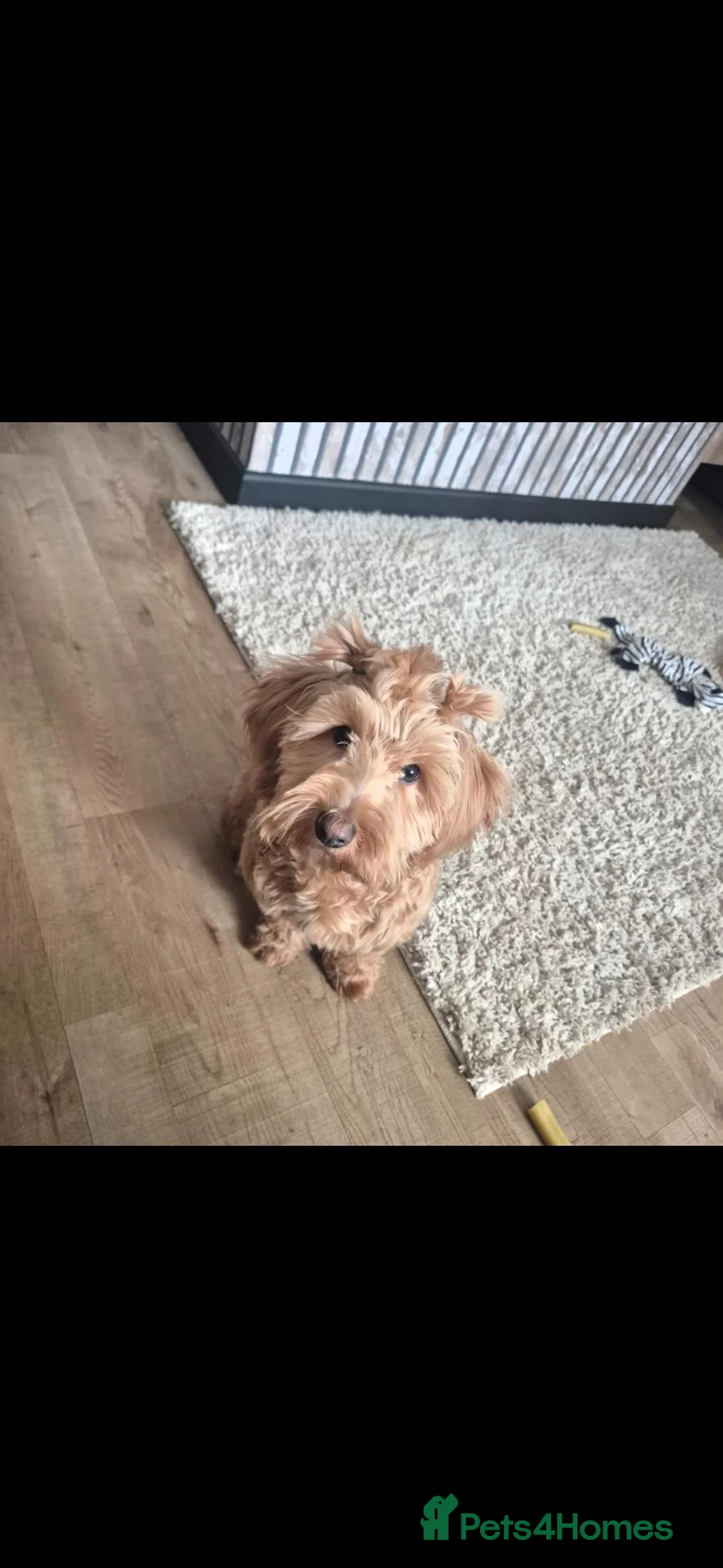 Cockapoo dogs for sale: Beautiful 1 year old cockapoo in Caerphilly - Advert 1