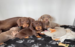 Miniature Dachshund dogs for sale: Miniature Dachsund puppies (licensed breeder) - Image 7
