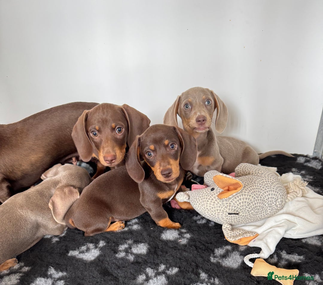 Miniature Dachshund dogs for sale: Miniature Dachsund puppies (licensed breeder) - Image 7