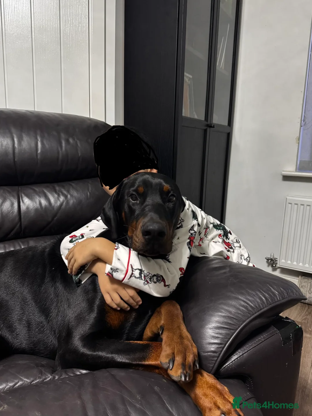 Dobermann dogs for sale: Fully Trained, KC registered Doberman - Advert 9