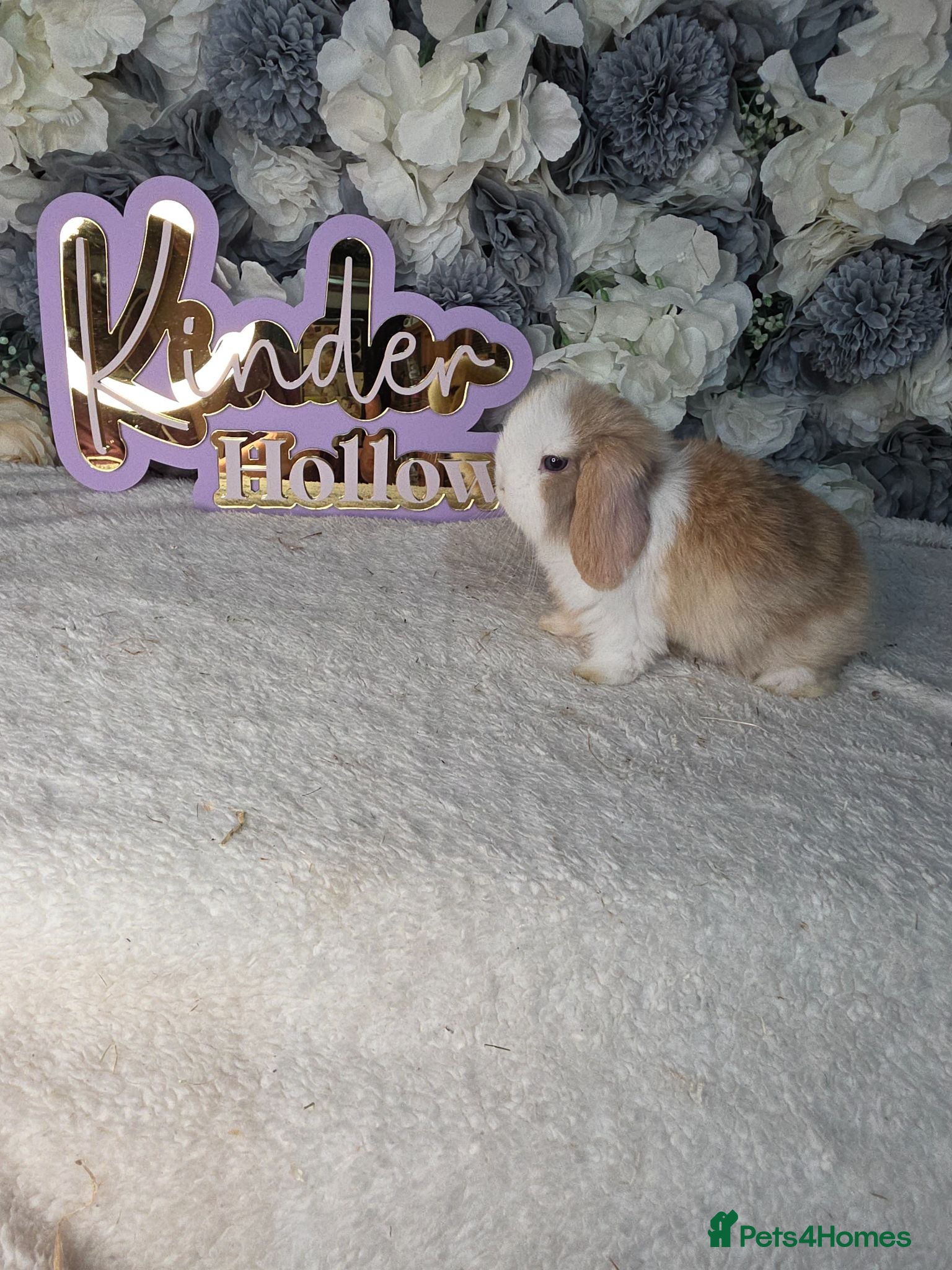 Mini Lop rabbits 🐰 Stunning Mini Lop Babies Ready from 28th July - Advert 2