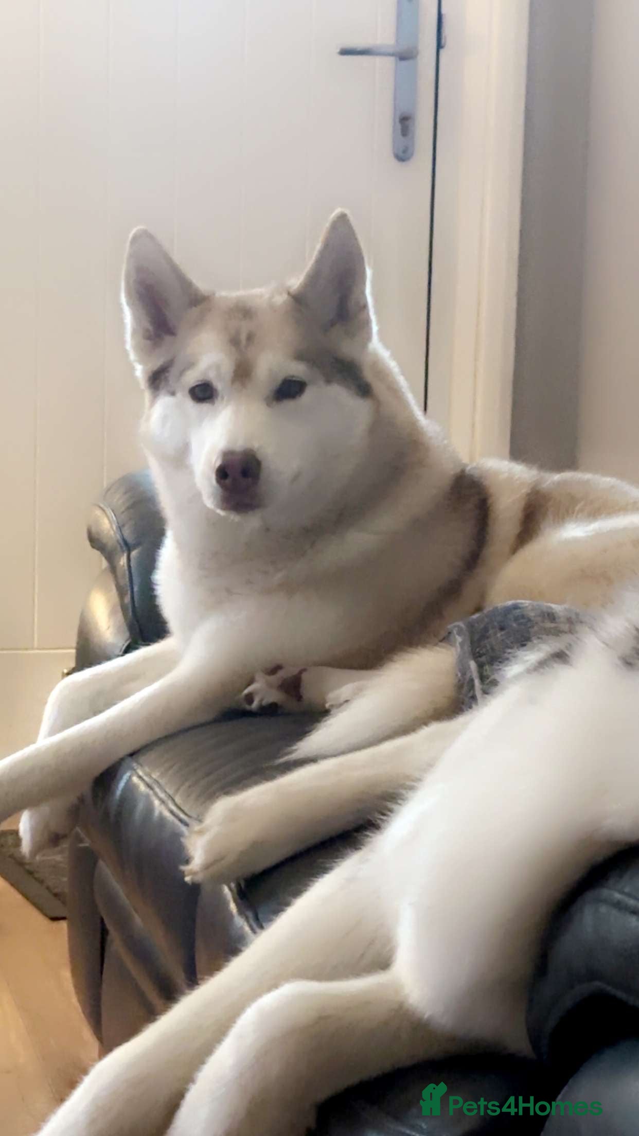 Siberian Husky dogs 2 male Siberian Husky pups for sale - Advert 5