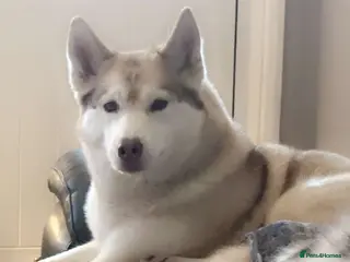 Siberian Husky dogs 2 male Siberian Husky pups for sale - Advert 1