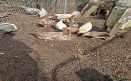 Chickens poultry for sale: Cream Legbar - Image 3