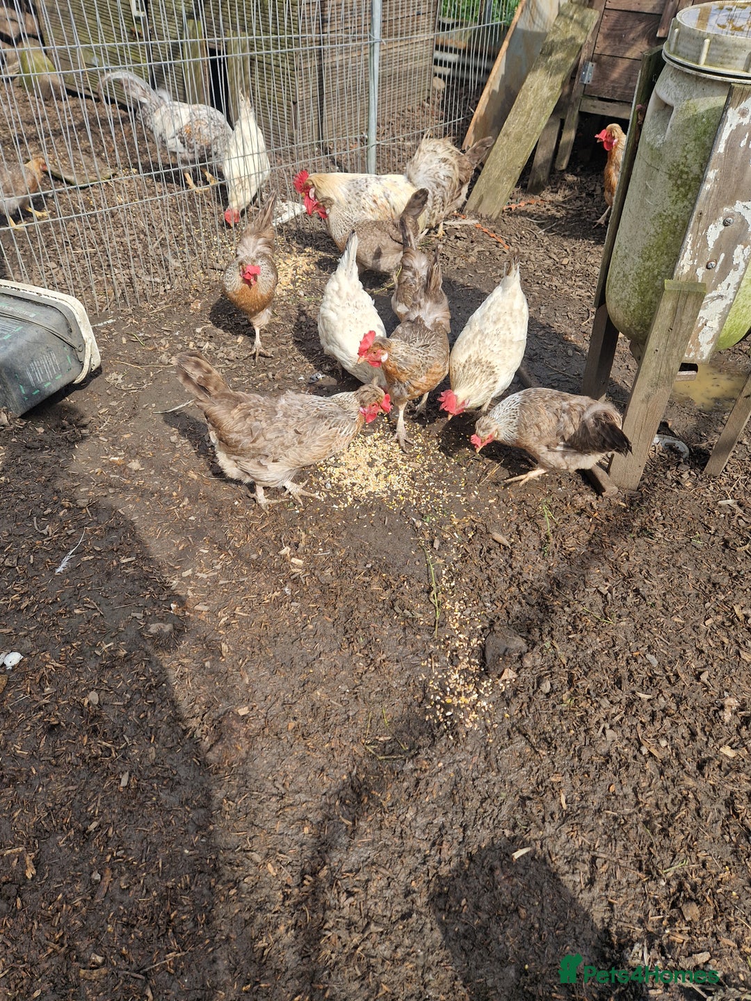 Chickens poultry for sale: Cream Legbar - Image 3