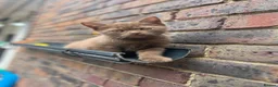 British Shorthair cats for sale: 5 Adorable Brown British Shorthair Kittens - Advert 12