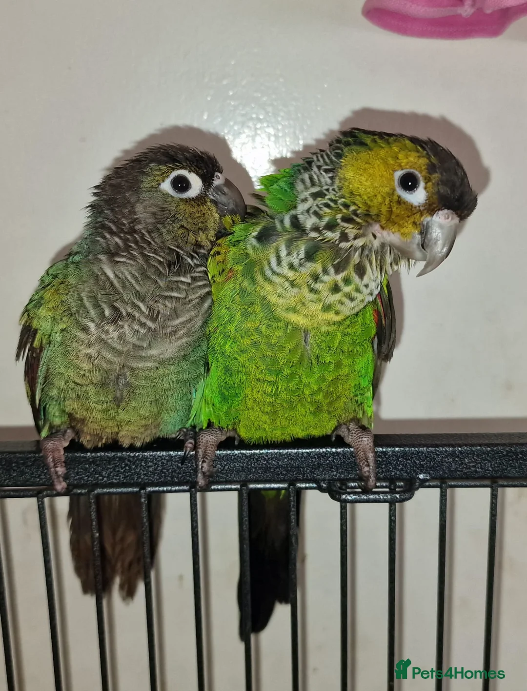 Conures birds for sale: Breeding pair of conure parrots  - Advert 2
