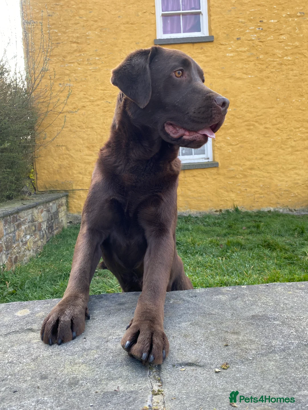 Labrador Retriever dogs for sale: The Rolls Royce - Advert 2