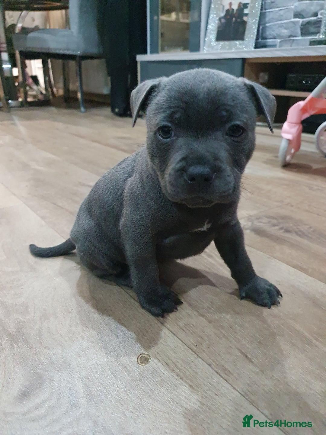Staffordshire Bull Terrier dogs for sale: blue staffys - Image 8