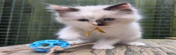 Ragdoll cats for sale: 1 Beautiful Tori Girl Ragdoll - Advert 9