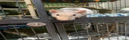 Rat rodents for sale: Pair of male rats  in Faversham - Advert 3