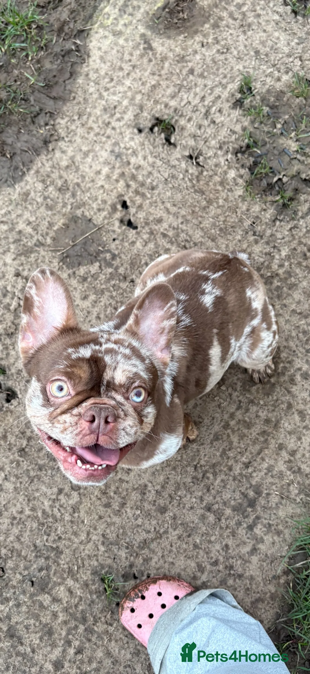 French Bulldog dogs for sale: french bulldog female  in Sale - Advert 3