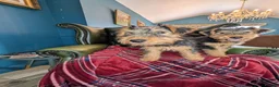 Welsh Terrier dogs for sale: Outstanding Litter of Champion Line Welsh Terriers - Advert 20