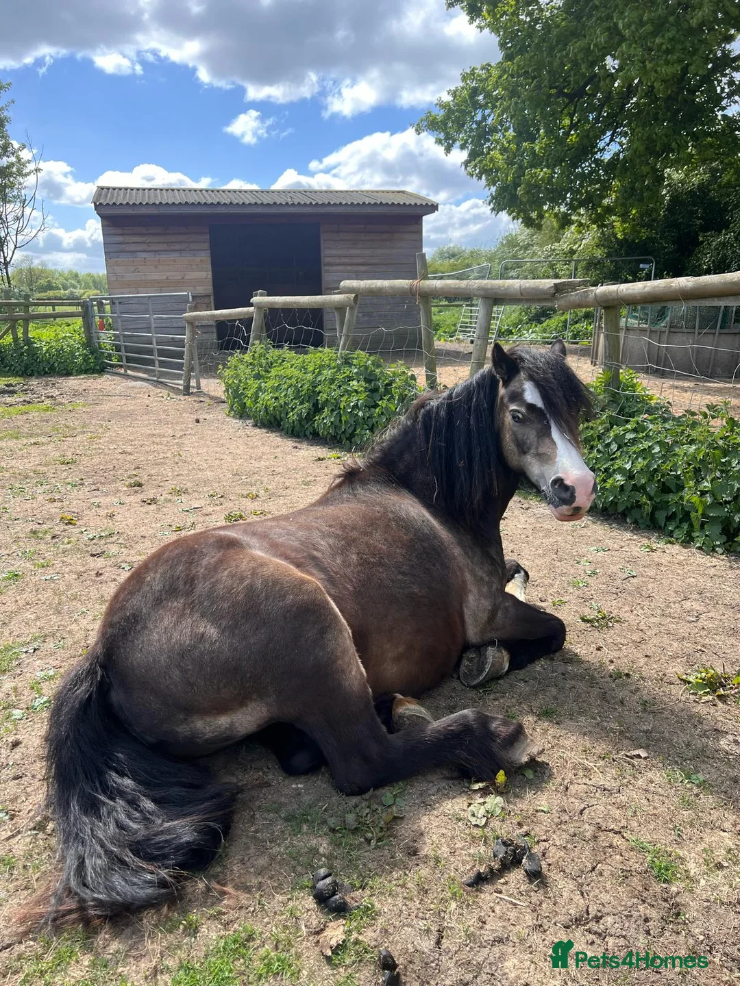 Welsh Section A horses for sale: 12 hh weich section A - Advert 2