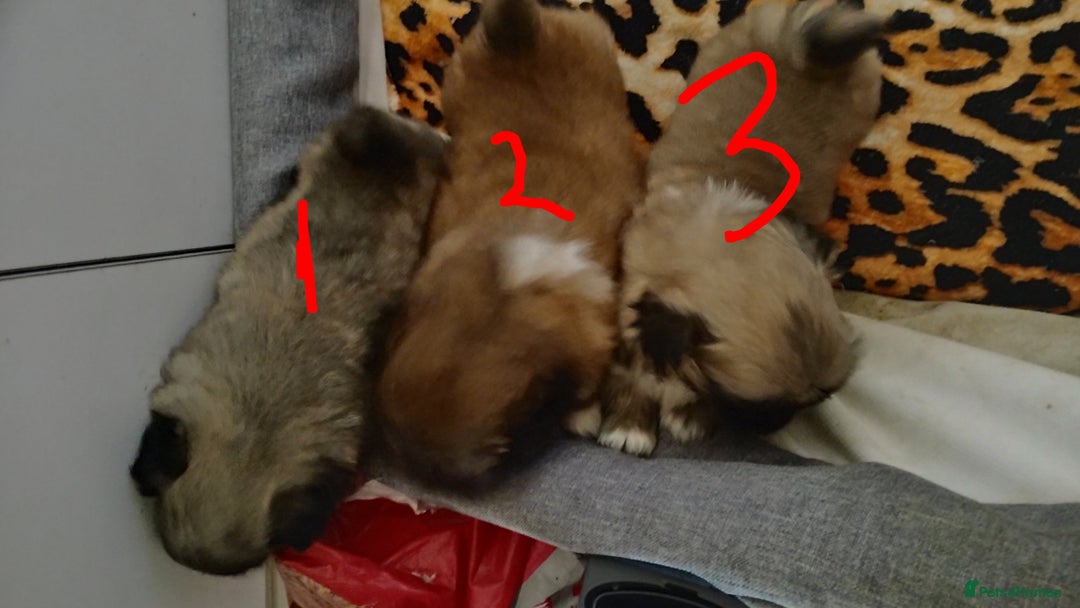 Pekingese dogs for sale: Pekingese puppies. Eastbourne - Advert 6