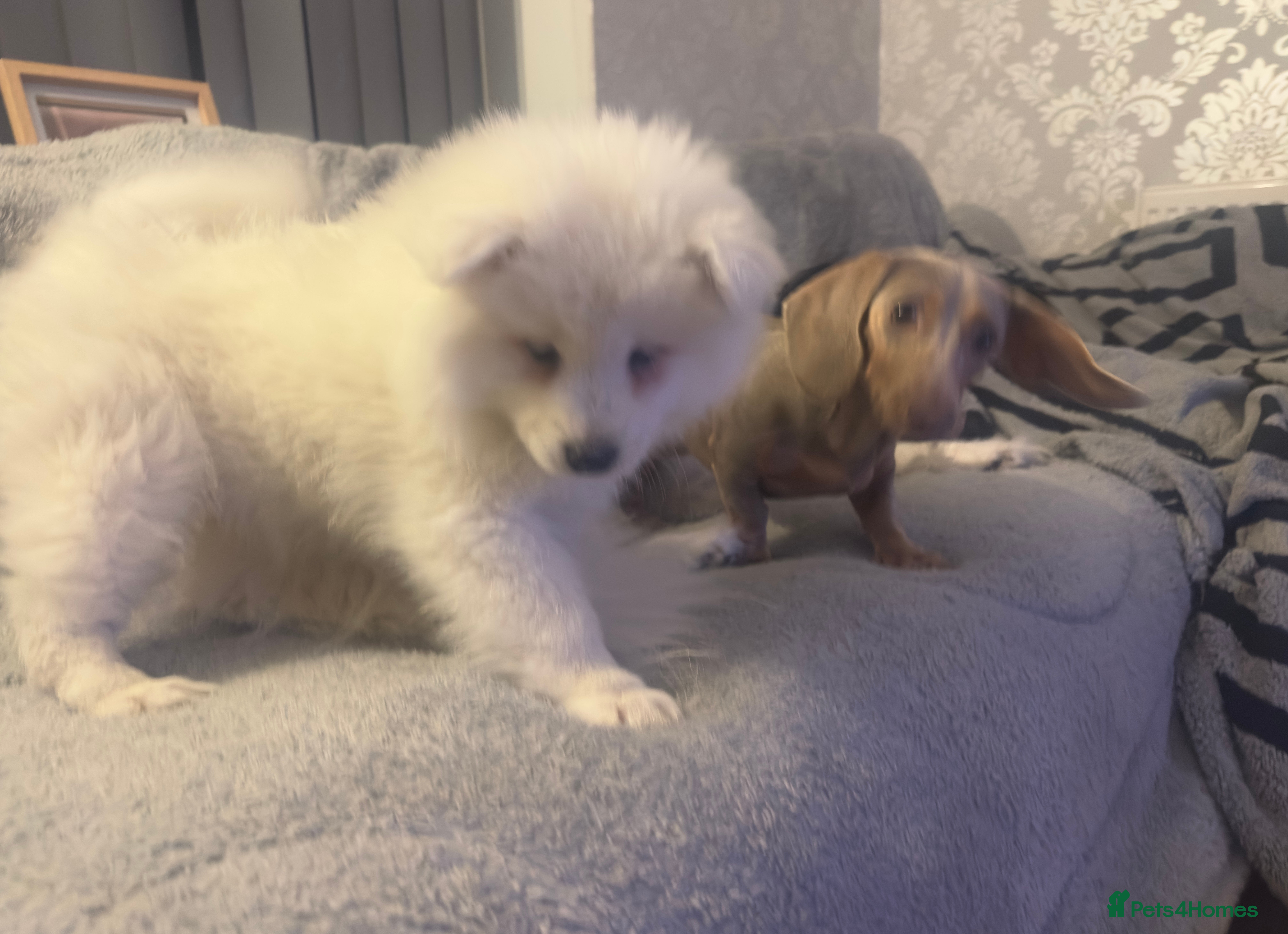 Samoyed dogs 2 Samoyed Puppies Still Waiting Their Forever Home - Advert 1