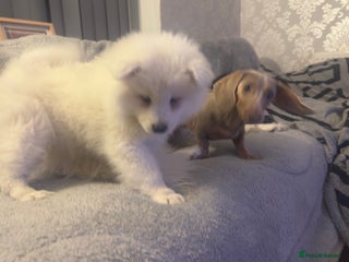 Samoyed dogs 2 Samoyed Puppies Still Waiting Their Forever Home - Advert 3