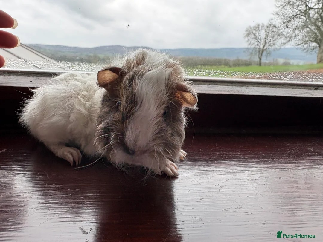 Guinea Pig rodents for sale: Male guinea pigs - long & short haired  - Advert 3