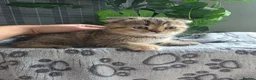 Scottish Fold cats for sale: Beautiful Scottish Fold & Straight Cross Kittens - Advert 15