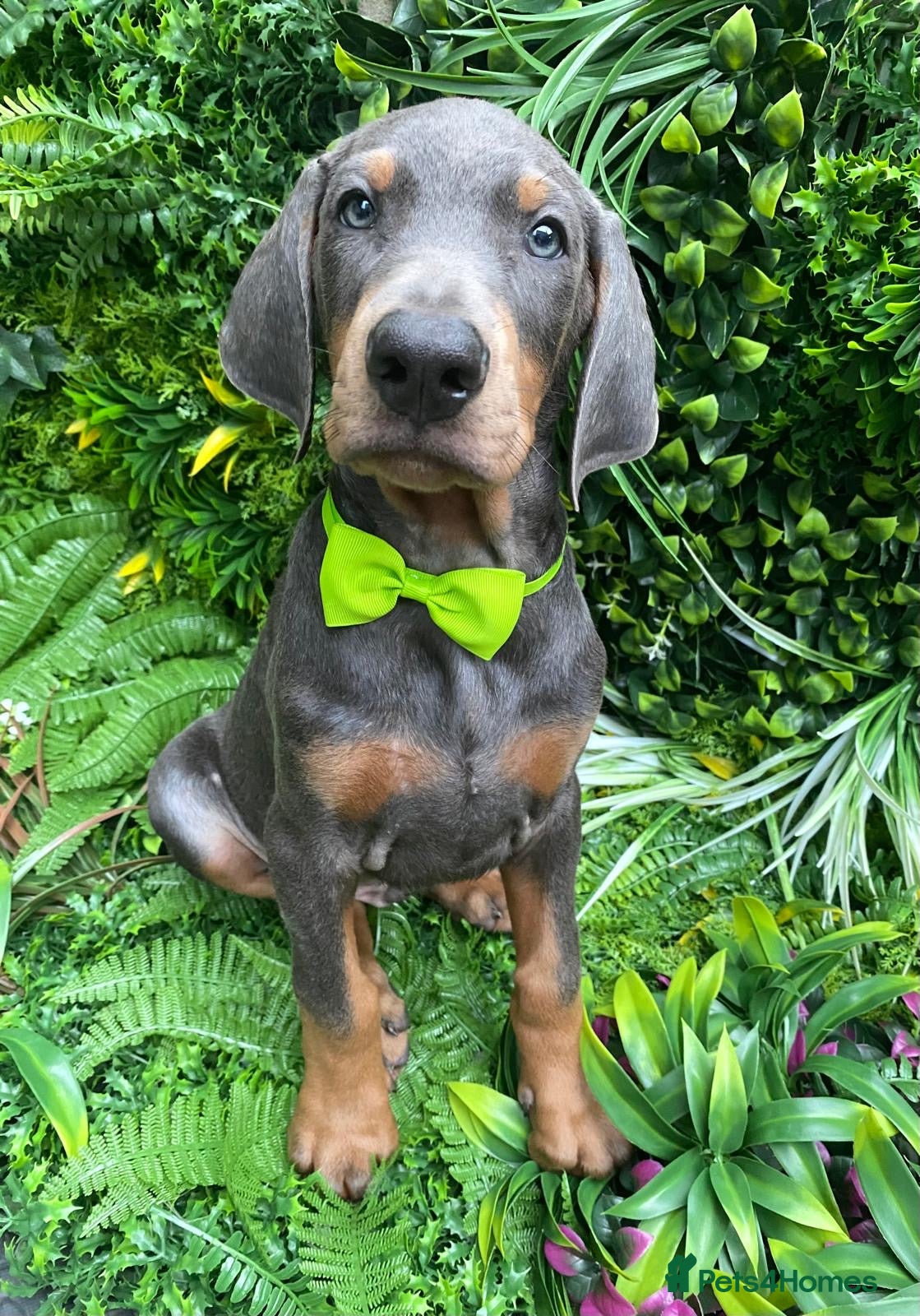 Dobermann dogs *KC REGISTERED* HEALTH TESTED DOBERMAN PUPPIES - Advert 2