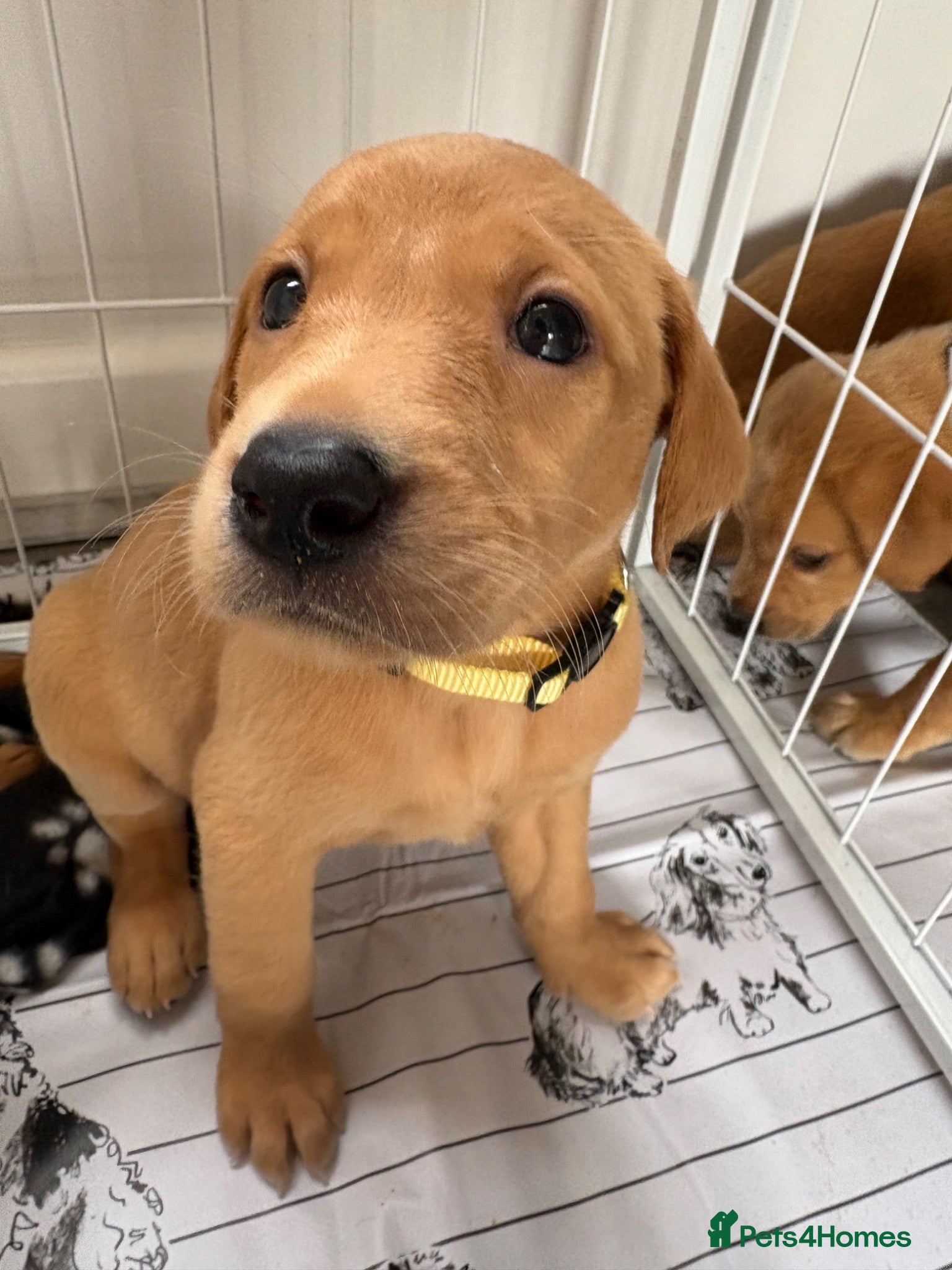 Labrador Retriever dogs Exceptional pedigree fox red Labrador retrievers - Advert 1