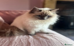 Ragdoll cats for sale: Looking for a 5 star home for my two ragdolls - Image 5